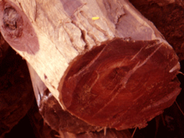 4 Police men have been Arrested in conection With Red sandal wood Smuggling 4 Police men have been Arrested in conection With Red sandal wood Smuggling