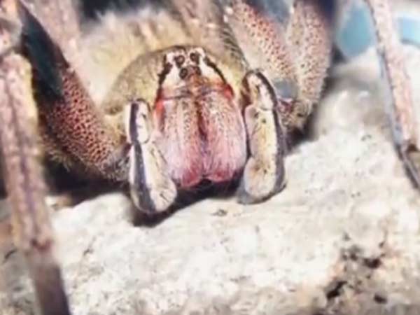 உலகின் கொடிய சிலந்தி: