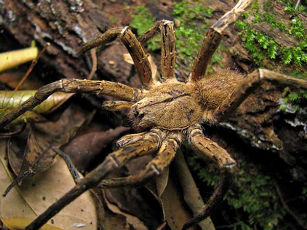 ஓடிவிட எச்சரிக்கை: