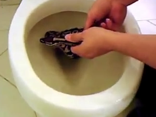 சிங்கப்பூரிலும் அதே கடி