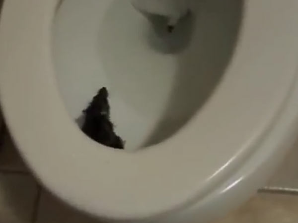 தொடையைக் குறி வைத்த எலி