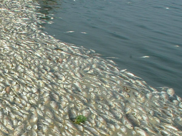 Sewage water mixing: Fishes died at Mettur dam Sewage water mixing: Fishes died at Mettur dam