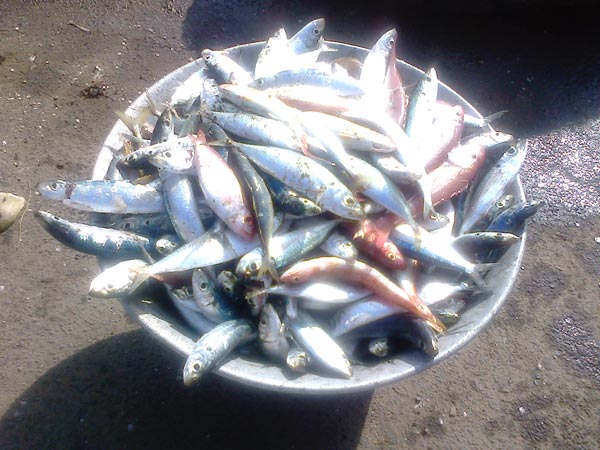 மீன்பிடிக்கத் தடை