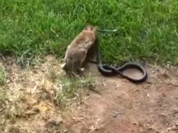 தப்பியோடும் பாம்பு...