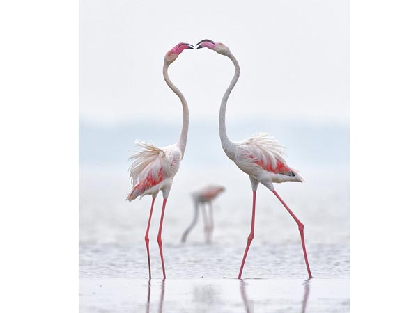 பறவைகள்