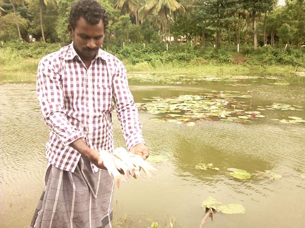 Water pond poisoned, 3 arrested