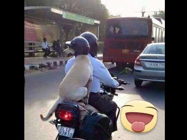 நாய் ரைடு