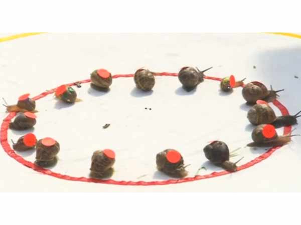 உலக நத்தை ஓட்டம்