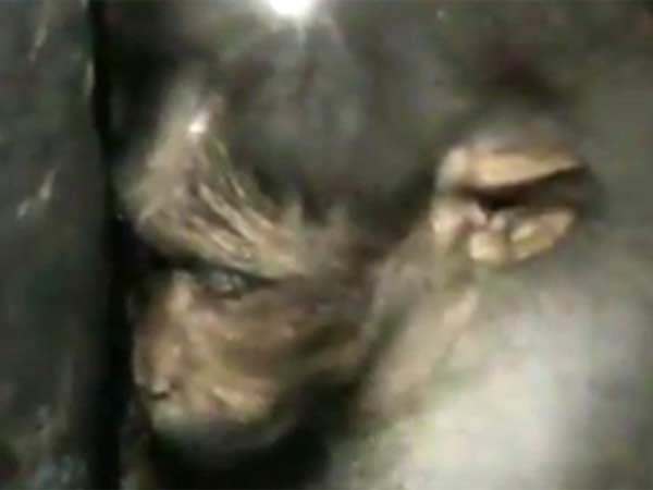 சாய்ந்து கண்ணீர் மல்கும் குரங்கு: