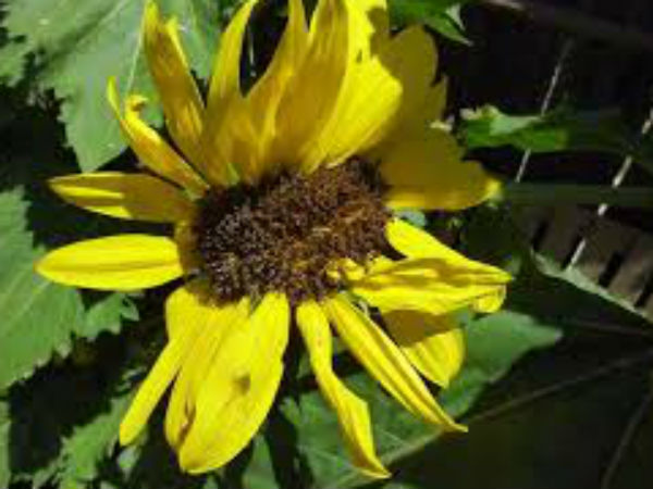 ஹார்மோன் மாற்றங்கள்: