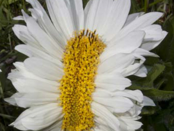 நீங்காமல் நினைக்க வைக்கும் பாதிப்பு: