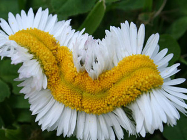 மரபுப் பிழை பூக்கள்: