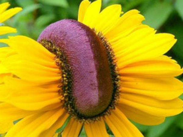 விகாரமான பூக்கள்: