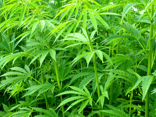 செடிகள் ஹேப்பி... செடிகள் ஹேப்பி...