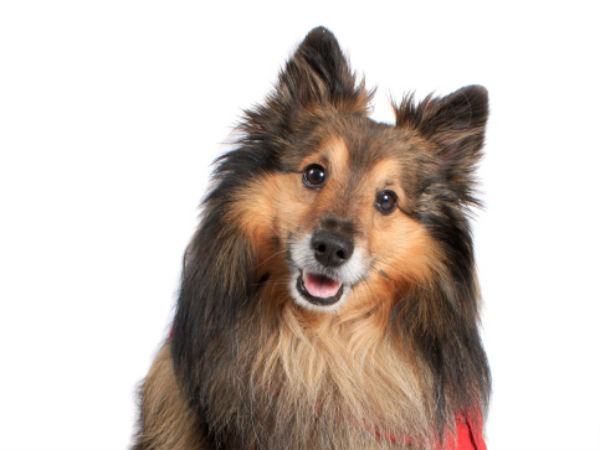 சட்டம்...