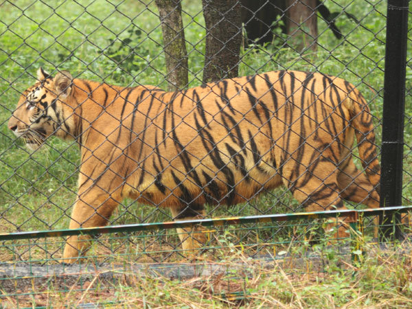 41 புலிகள் மரணம்