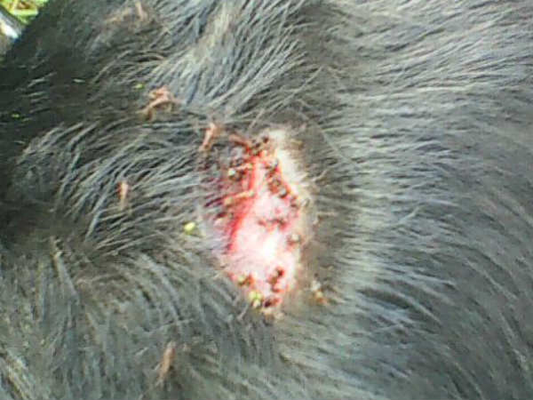 nellai tiger 2 nellai tiger 2