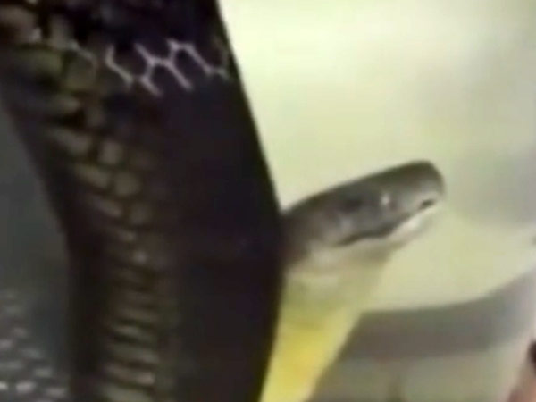 பாம்பு ஒயின் தயாரிப்பு...