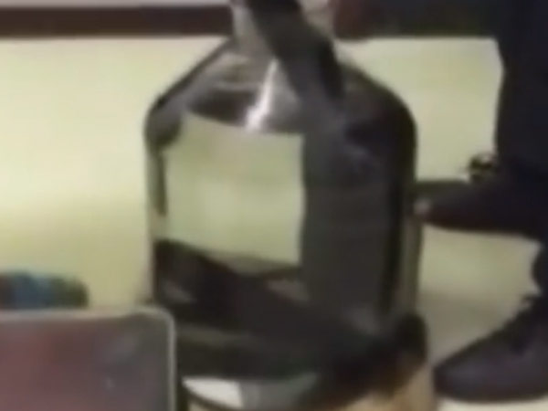 சுற்றிச் சுற்றி வரும் பாம்பு...