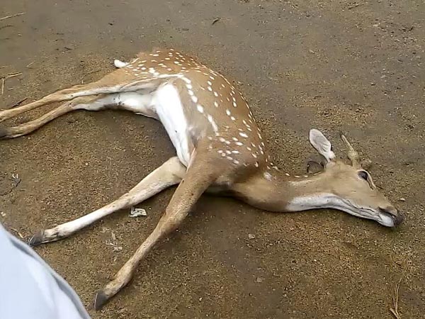 Wild animals face danger through plastic wastes in Mundanthurai sanctuary