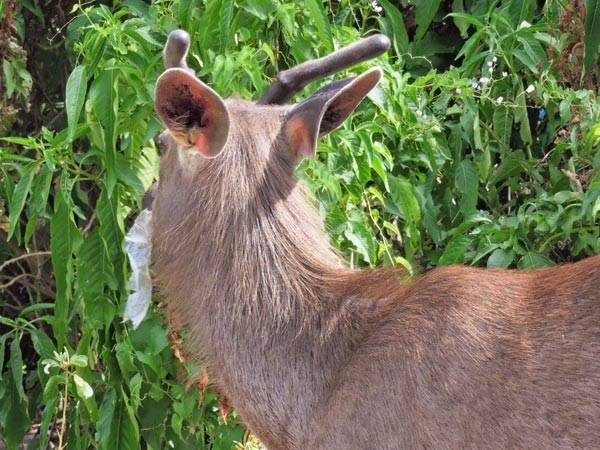 Wild animals face danger through plastic wastes in Mundanthurai sanctuary