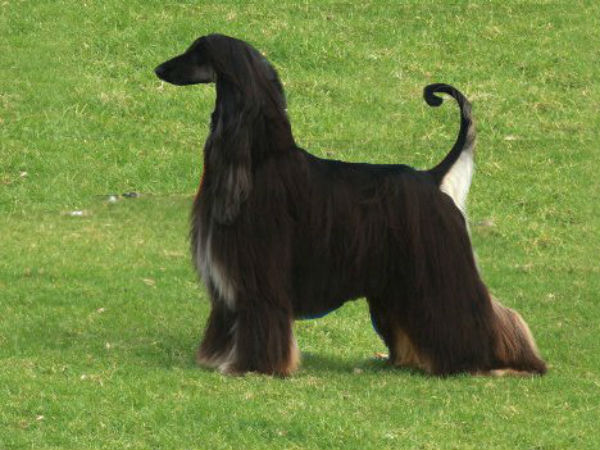 பரிசு பெற்ற நாய்கள்