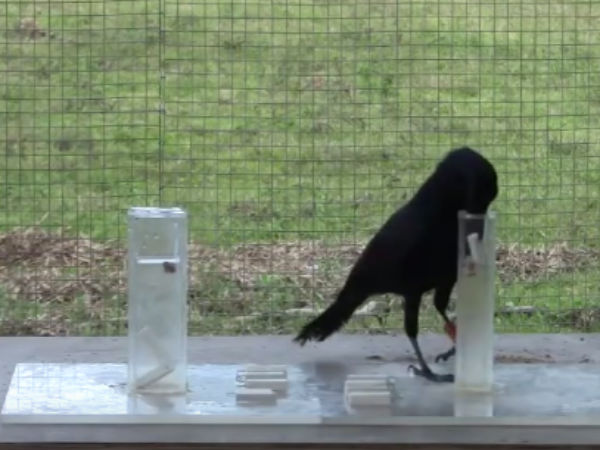 புத்திசாலி காக்கா...