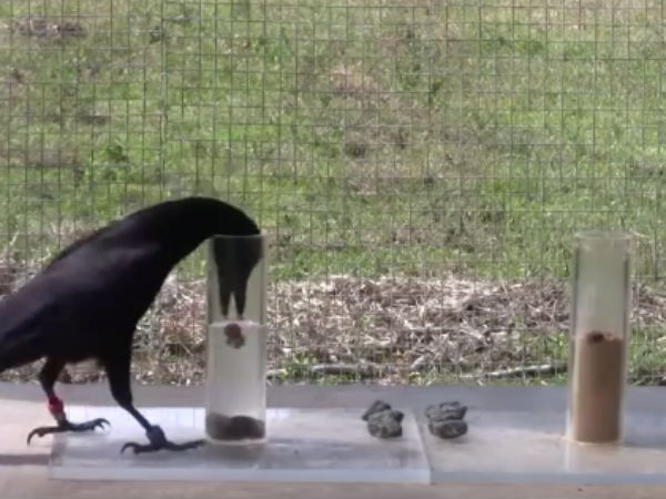 தண்ணீர் உருளை...