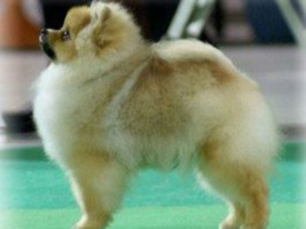 படுத்த ஆரம்பித்த செல்லப் பிராணிகள்: