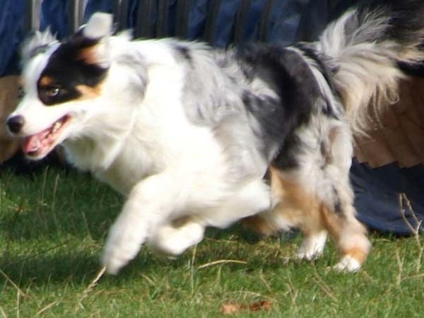 நாய்கள்தான் எனக்கு முக்கியம்: