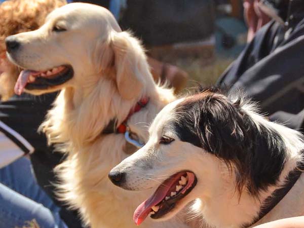 பிடிவாதமான பெண்: