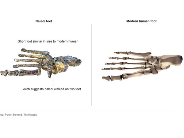 அர்டிபிதெகஸ் ரேமிடஸ்...