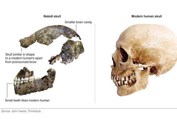 ஹோமோ ஹெபிலிஸ்...