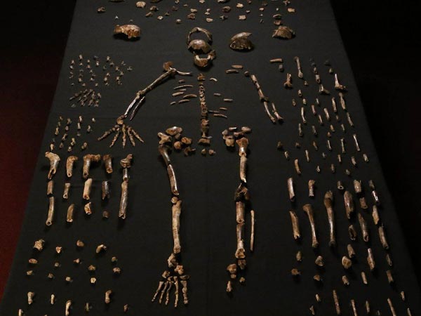 ஹோமோ சேப்பியன்ஸ்...