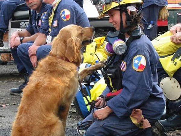 புதிய நாய்ப்படை...