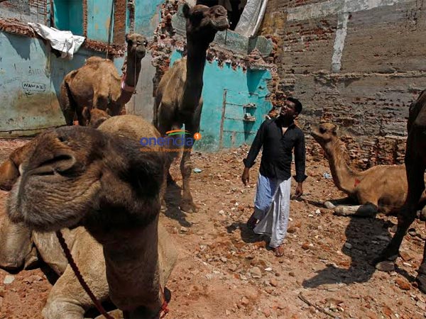 குர்பானிக்கு தயார் 