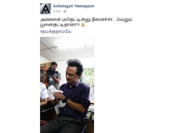 பூனைக்குட்டி 