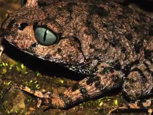 211 புதிய உயிரினங்கள்: