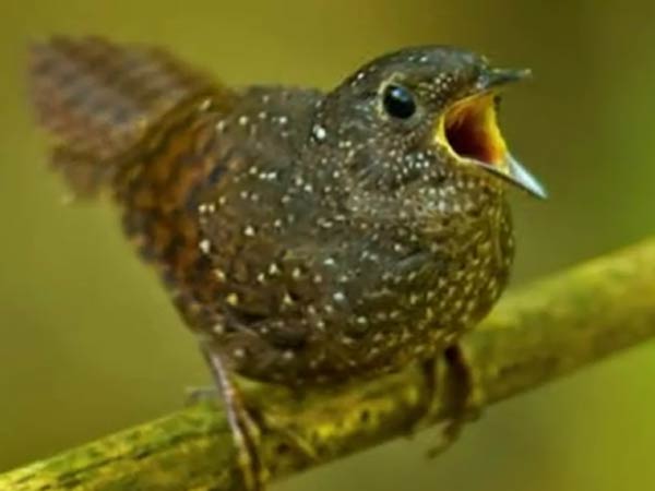 கொட்டிக் கிடக்கும் உயிரினங்கள்: