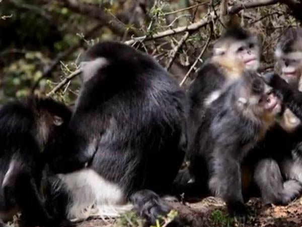 வாழ்விட தின ஆராய்ச்சி: