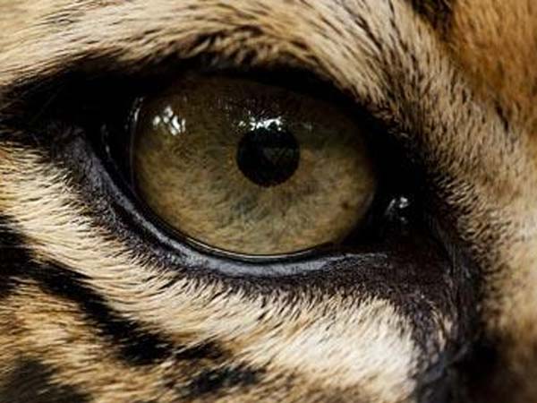 விலங்கு செக்ஸைத் தேடியோர்