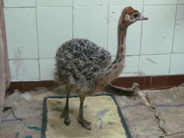New ostrich chick in Vandalur zoo
