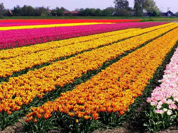 துலிப் மலர்த் தோட்டம்