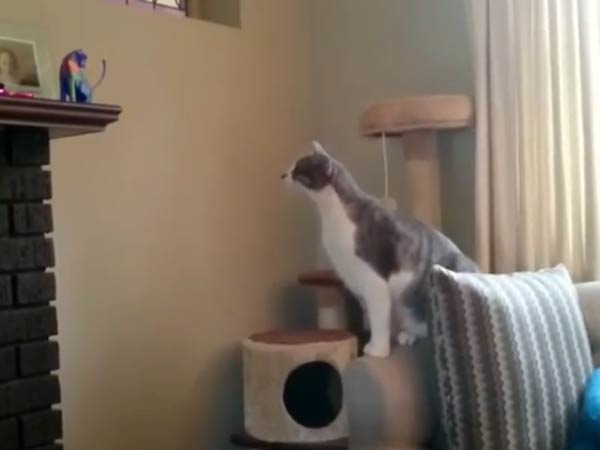 Boozing Cat Suffers Serious Hangover After 7 Weeks In Wine Cellar Boozing Cat Suffers Serious Hangover After 7 Weeks In Wine Cellar