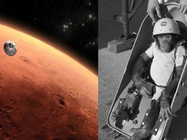 குரங்குகளை வைத்து பிற குரங்குகளுக்கு