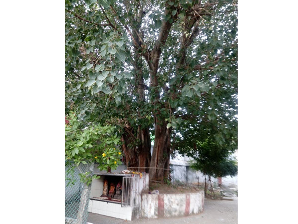 Arulmigu Tirusulanathar Temple, Trisulam, Chennai