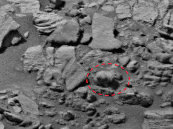 துருவக்கரடி...