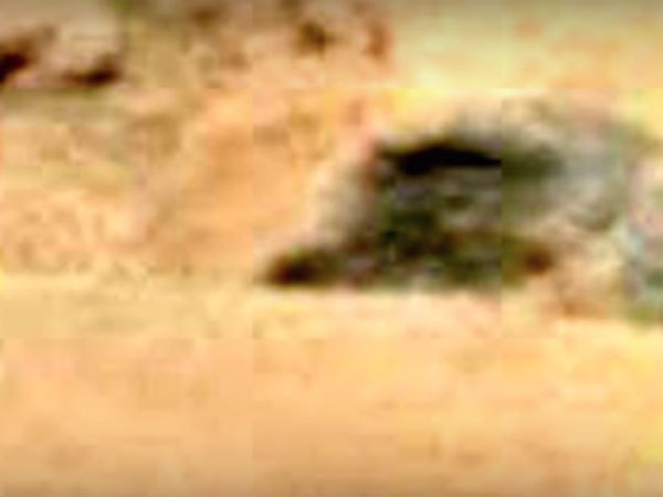 மீன் முகமும்...