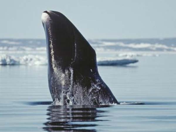 காரணம் தெரியவில்லை...