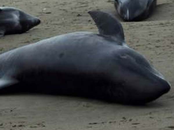 ஆல்கை பெருக்கம்...